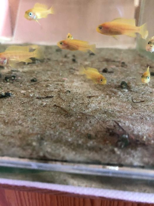 Pyszczaki Saulosi 1.5cm malutkie