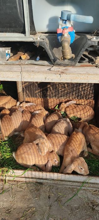 KRÓLIKI  domowe hodowlane różne rodzaje