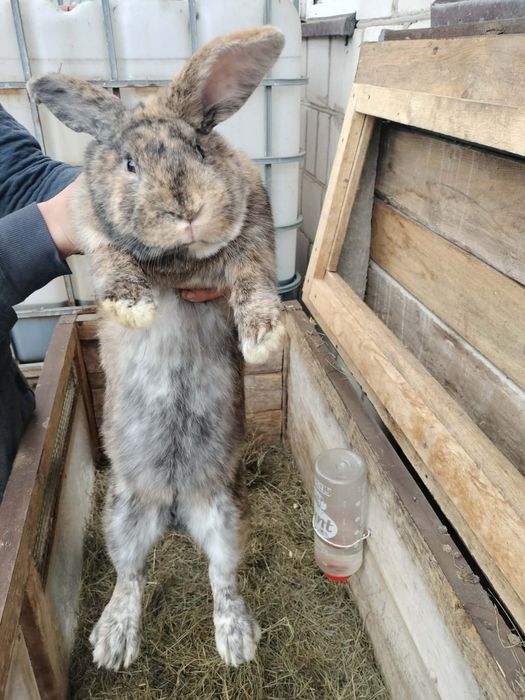 Króliki rasa rex samiec samica