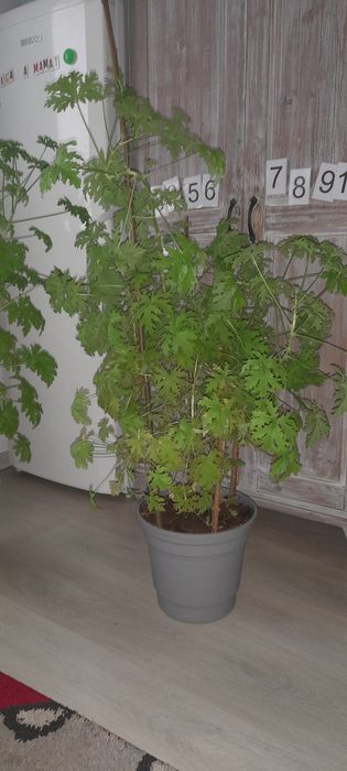 Anginka Geranium