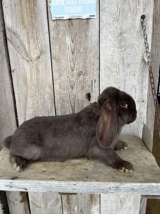 Baran francuski hawana