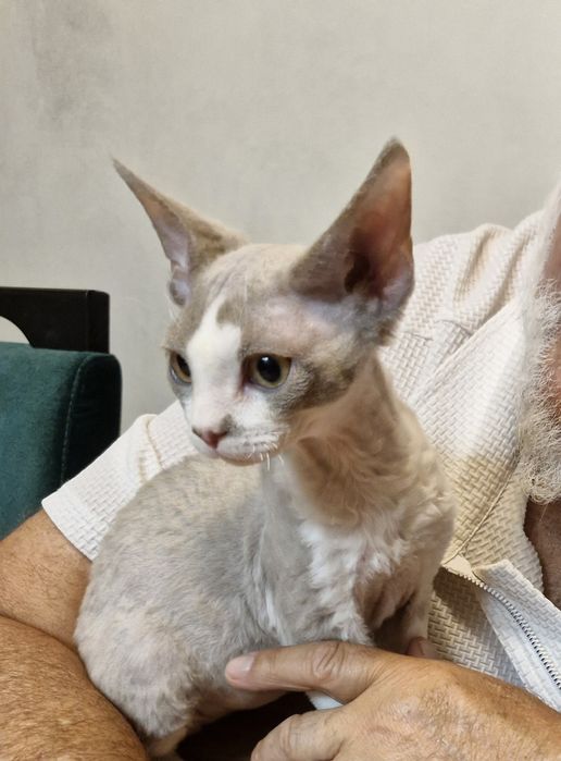 Liliowy Dropsik devon Rex