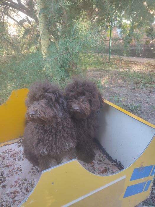 Продаж щенят карликовий пудель шоколадного кольору