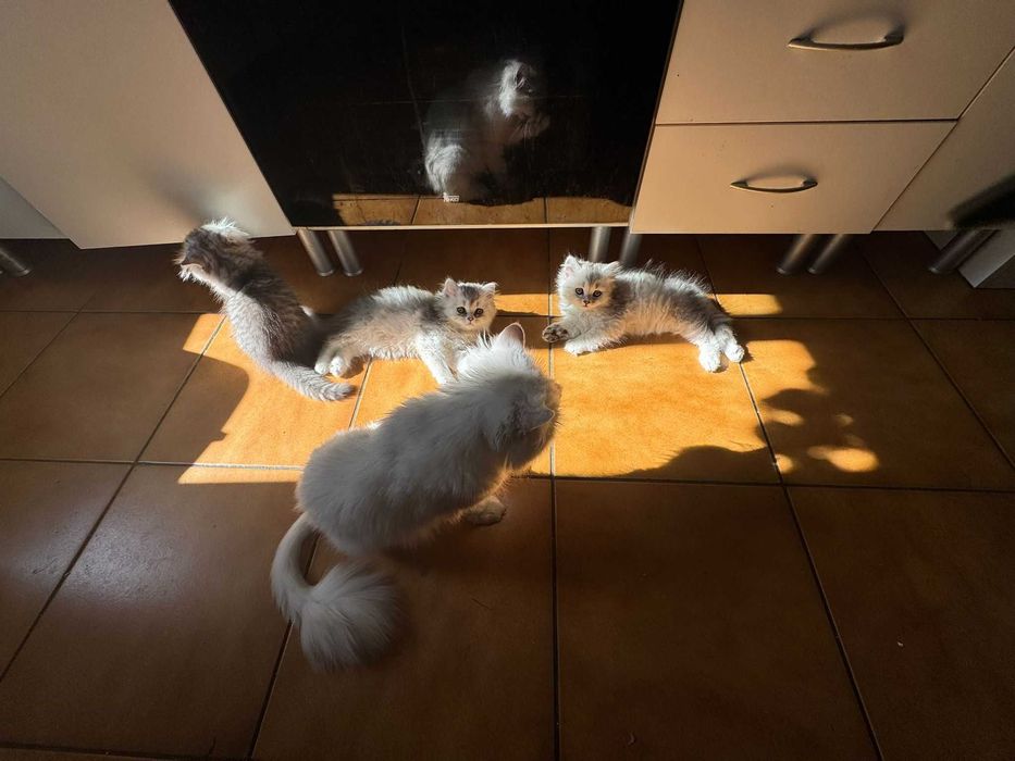 Gatinho bébé British Longhair Silver