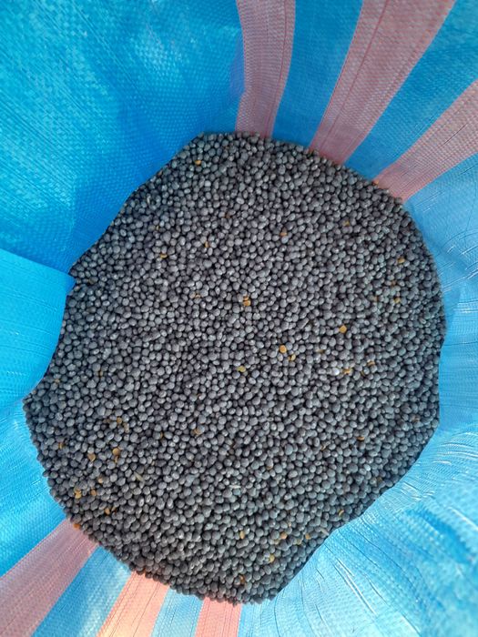 Łubin słodki wąskolistny niebieski