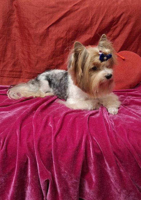 Бівер йорк кабель для вязкі