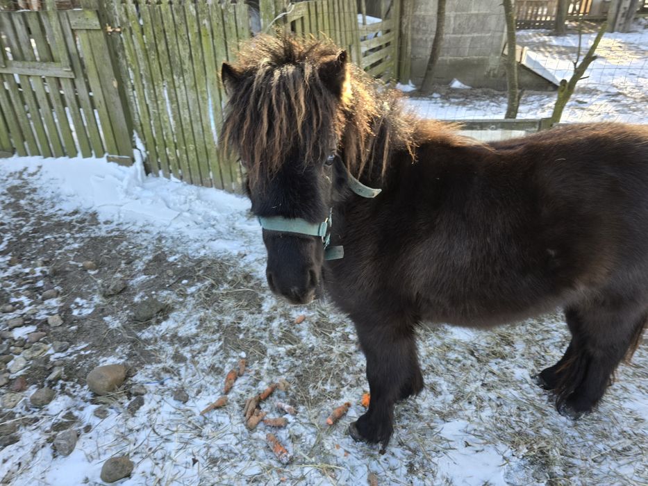 Kuc szetlandzki  klacz