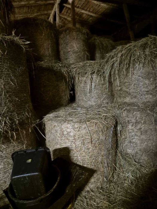 Sprzedam bele siana 120-125