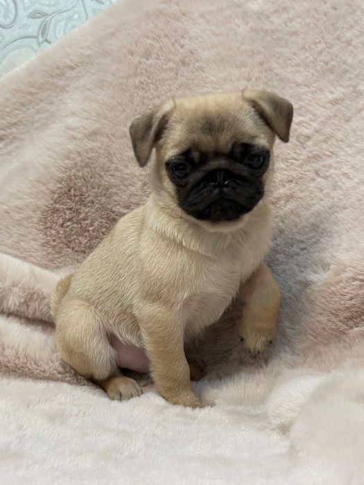 Веселі дікти  мопсики