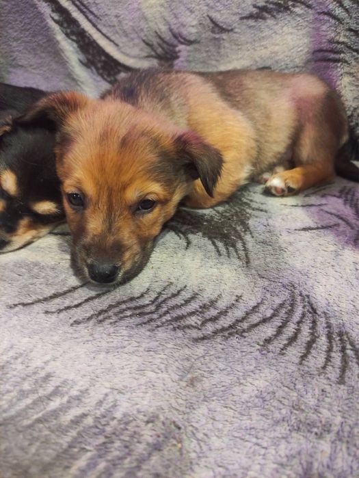 Цуценята 3 місяці (безкоштовно)