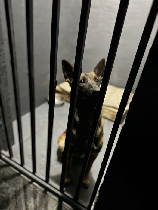 Передержка собак , передержка с дрессировкой , детский сад .