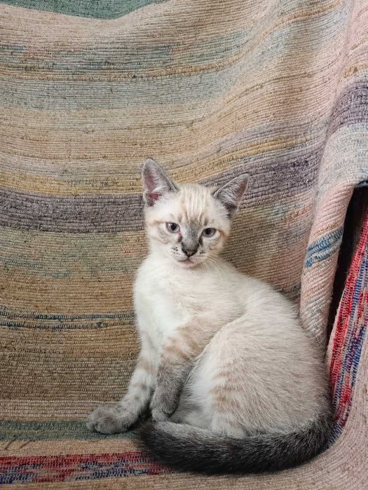 MACHO | Gatinho de olhos azuis disponível para Adoção Responsável
