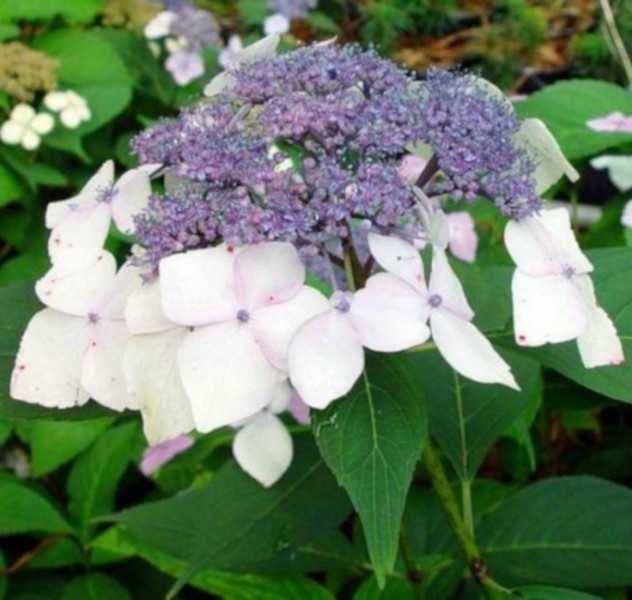 HORTENSJA Mariesii Grandiflora - sadzonki w doniczkach