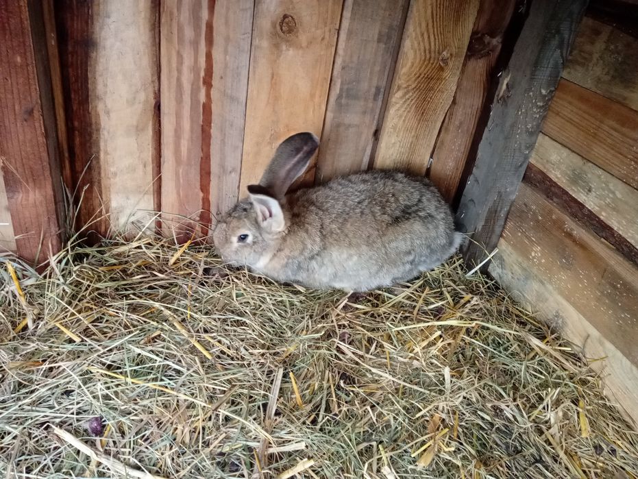 Sprzedam królika samice