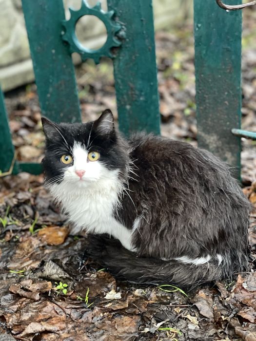 Кошеня (кішка, киця, дівчинка, котенок, кошка, девочка)