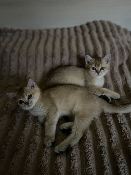 Британські дівчатка золотої шиншили,продажа