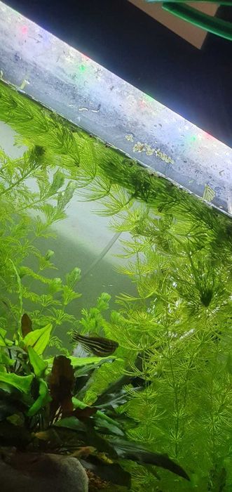 Planta Foxtail podas