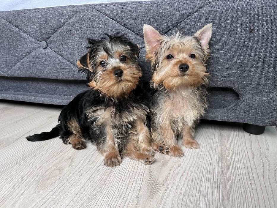 York, Yorkshire Terrier