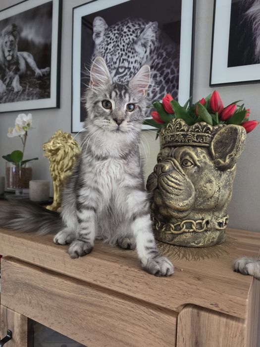 Skiper kocur Maine Coon