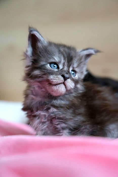 Kocurek Maine Coon