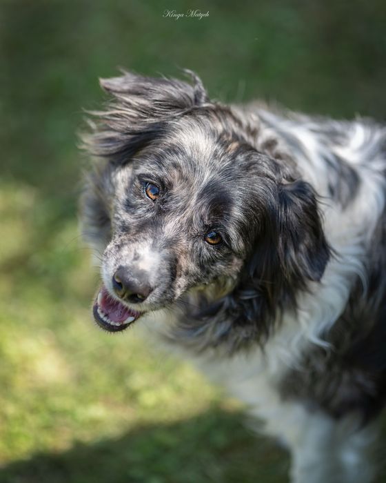 Chłopiec Border Collie red -merle nr 1/badania genetyczne/RTG