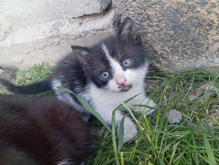 Котики 2 дівчинки 1 хлопчик