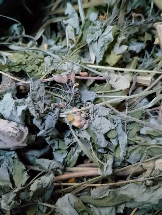 Сушені трави: хвощ та кропива