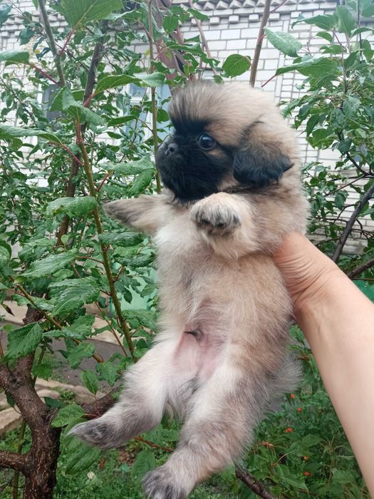 Королівський Пекінес-Хлопчики