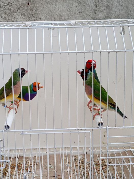 Diamantes de gould