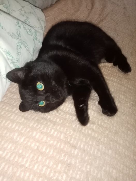 Гарна чорна кішечка шукає люблячу родину