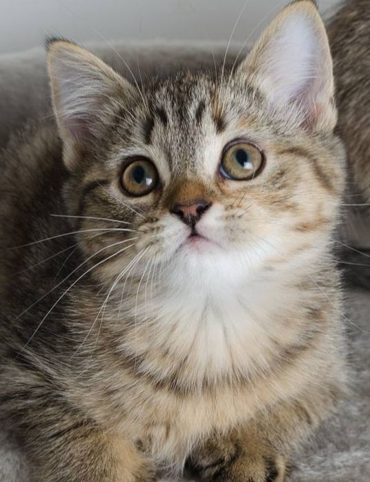 Шотландская прямоухая кошечка