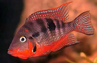 Pielęgnica Meeka - młode, ładnie wybarwione - AQUAELZOO GLIWICE