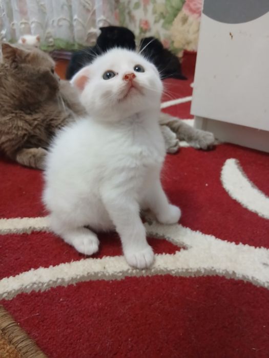Кошенята шотландскі весловухі