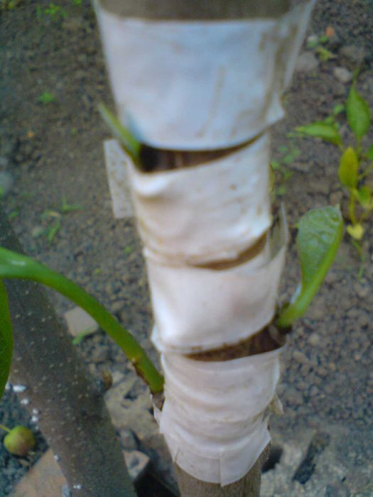 Садженцi Азiмiни Самоплодной та черенки Азимiни