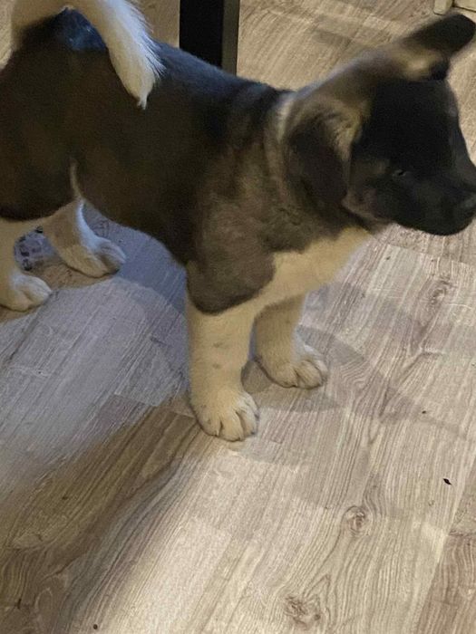 Gotowy do przeprowadzki do nowego domu Akita AmerykańskaFSI.