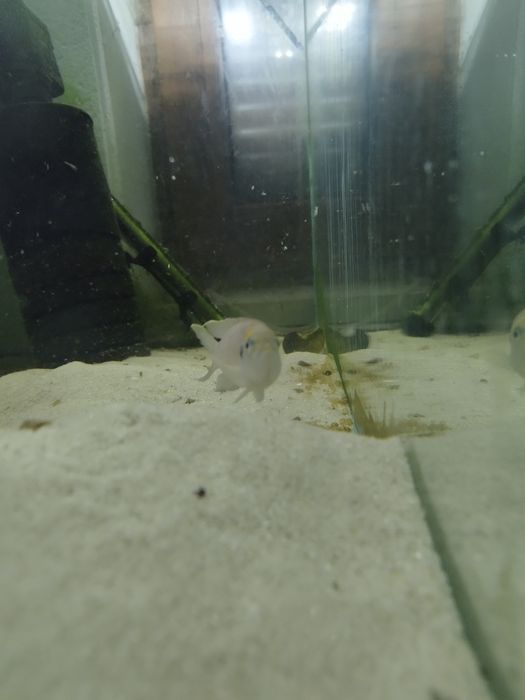 Neolamprologus calliurus