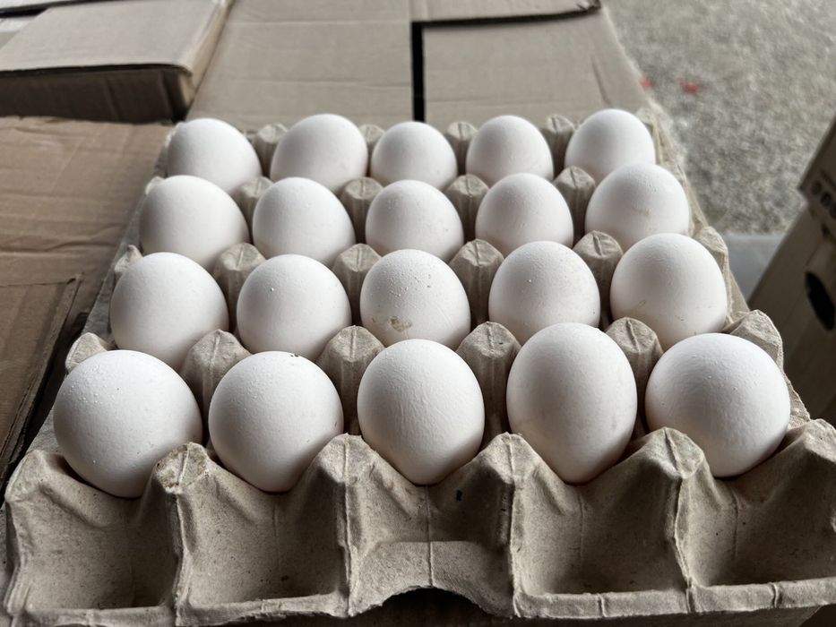 Продаж Яєць оптом