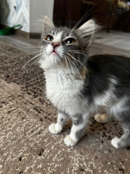 Отдам котика 4 месяца