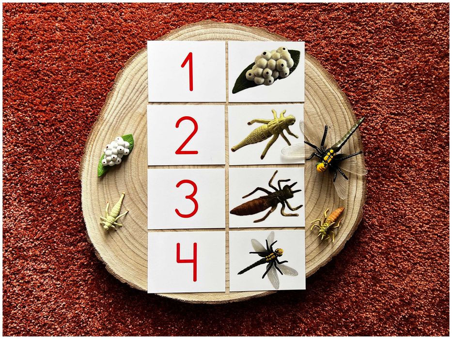 Ciclo de Vida - Libelinha - Montessori