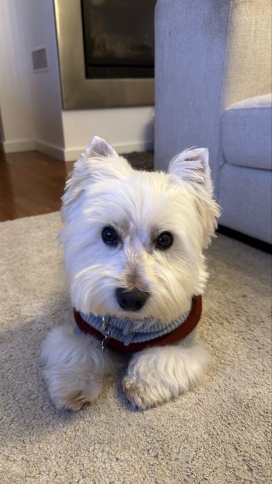 Procura-se cadela para acasalar West Highland White Terrier