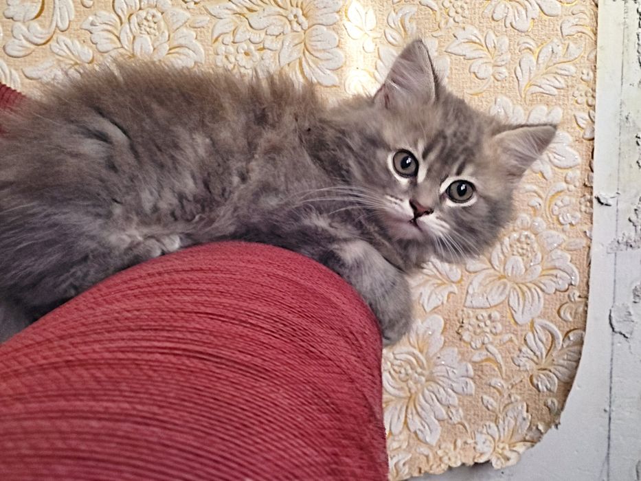 Британка дівчинка пушиста