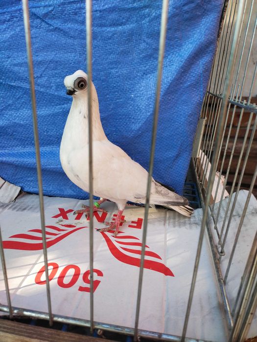 Szek Polski- winerek