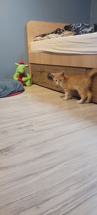 Oddam kotkę w dobre ręce