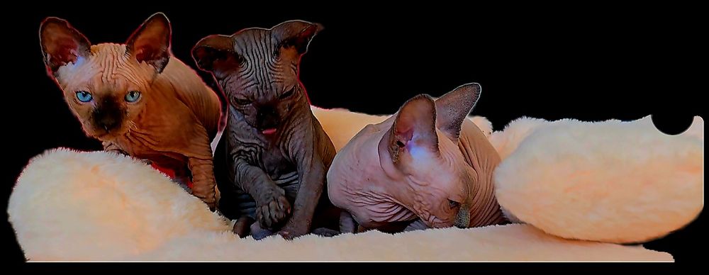 Kot sfinks kocurek czarny pieszczoch