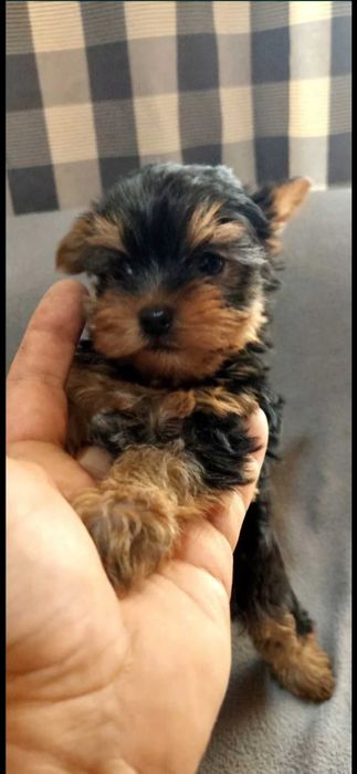 Yorkshire Terrier Macho pronto para nova familia