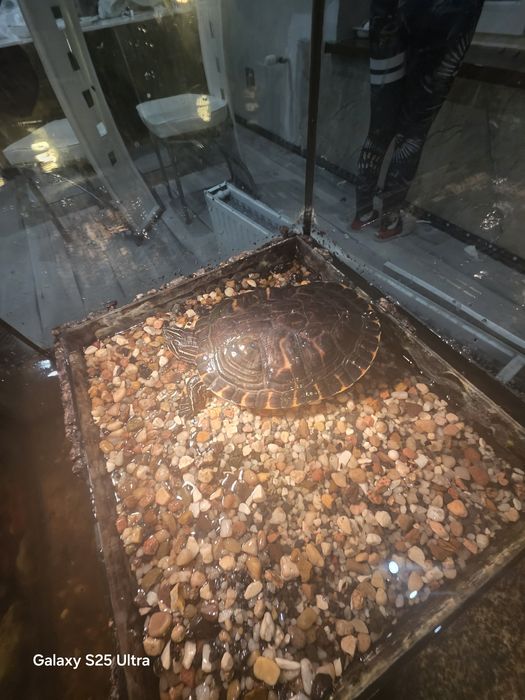 Sprzedam zówia samiczka wodno lodowe zapraszam