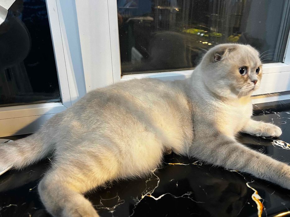 Шотландські котята блюпоінт