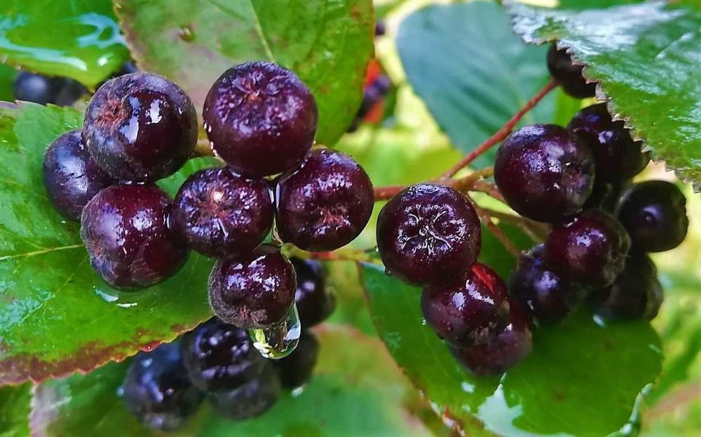 Arónia Negra - Aronia melanocarpa