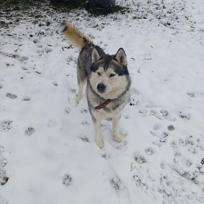 3 letni Pies hasky Pilnie oddam