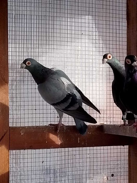 Brodawczaki podkarpackie